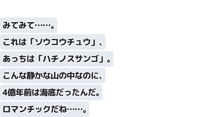 みてみて……。これは「ソウコウチュウ」、あっちは「ハチノスサンゴ」。
こんな静かな山の中なのに、4億年前は海底だったんだ。ロマンチックだね……。